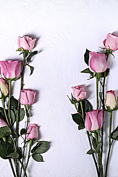 放在白色背景的粉色玫瑰花