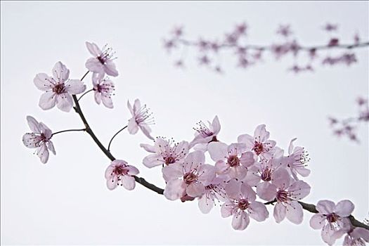 日本,李子,细枝,花
