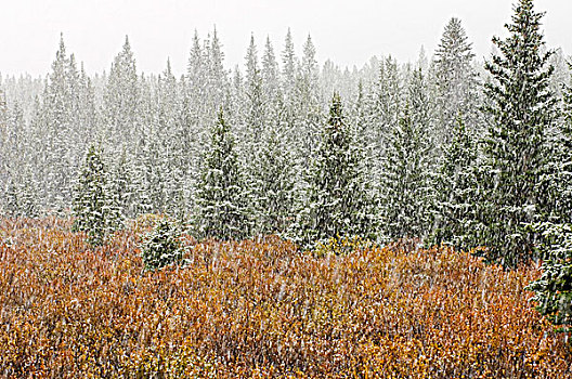 下雪,弓形谷,班芙国家公园,艾伯塔省,加拿大