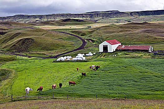 乡村,农场,场景,冰岛