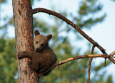 年轻,褐色,熊,幼兽,坐,树,卡瑞里亚,芬兰,欧洲