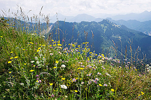 山,花地,蓬松,高山,紫苑属,齐姆高,阿尔卑斯山,上巴伐利亚,巴伐利亚,德国,欧洲