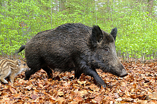 野猪,野生,母猪,跑,俘获,北莱茵威斯特伐利亚,德国,欧洲