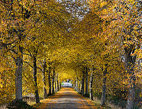 道路,秋天,彩色,瑞典,欧洲