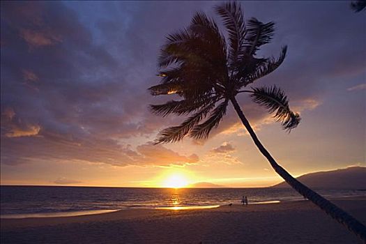 夏威夷,毛伊岛,棕榈树,日落,伴侣,海滩