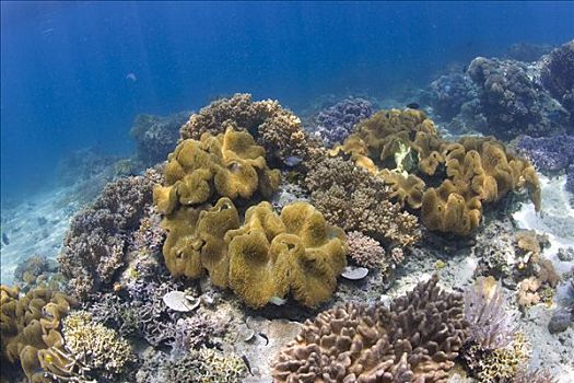 珊瑚礁,水下,国家公园,布那肯岛,苏拉威西岛,印度尼西亚