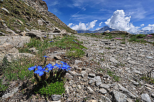 龙胆根,山