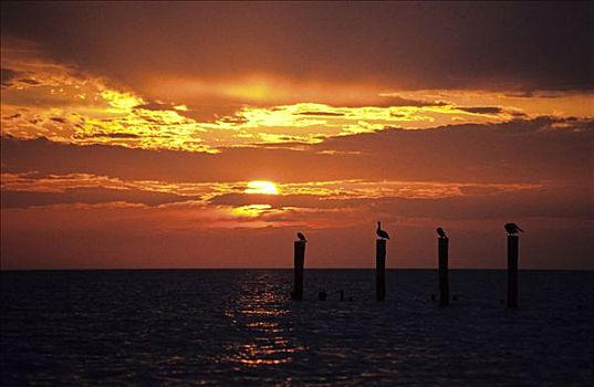 日落,鹈鹕,佛罗里达,美国