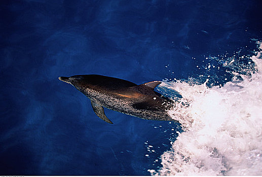 斑海豚,小,巴哈马,堤岸
