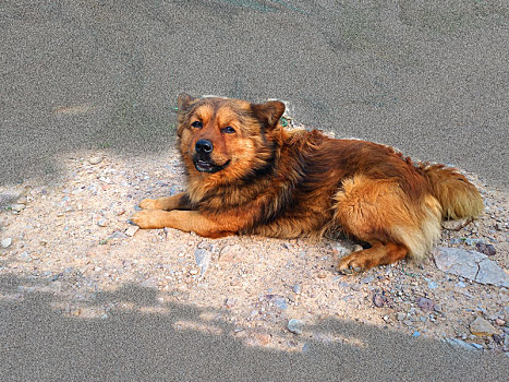 犬 宠物犬 狗