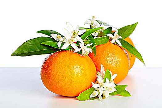 橘子,橙花,花,春天,白色背景,背景
