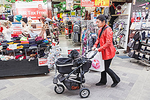 日本,本州,东京,浅草,女士,推,狗,婴儿车