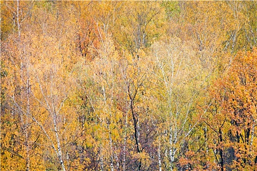 桦树,彩色,秋日树林
