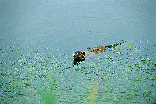 河狸鼠,头露出水面,游泳,快,水塘