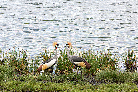 两个,鹤,灰冠鹤,提供,侧面,对峙,相互,岸边,湖,阿鲁沙,国家公园,坦桑尼亚