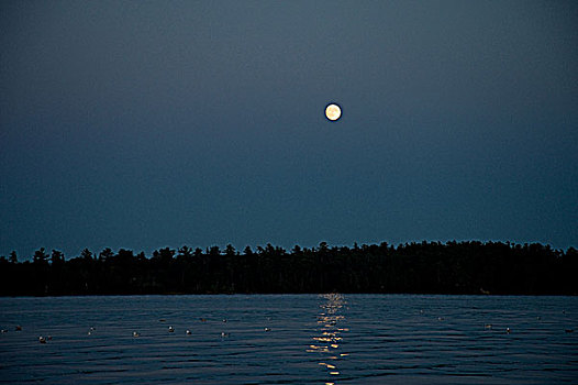 满月,高处,湖,木头,安大略省,加拿大