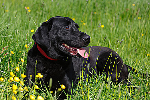 黑色拉布拉多犬,家犬,雄性,卧,石荷州,德国,欧洲