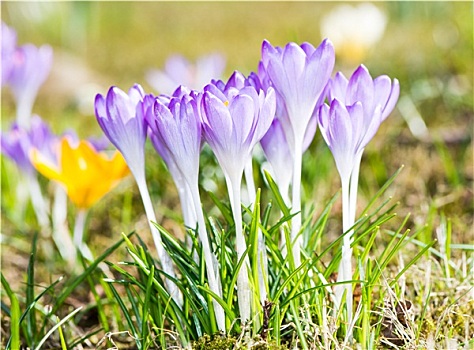 紫色,藏红花,花