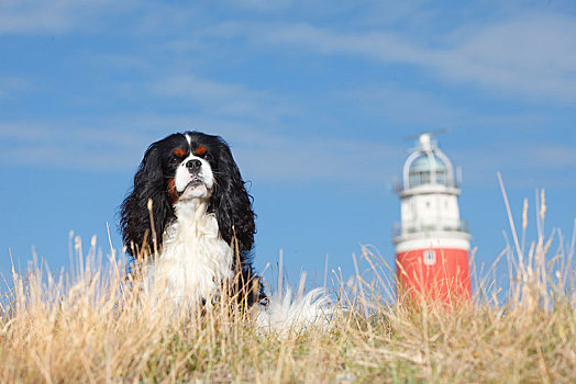 查尔斯王犬,三种颜色,雄性,坐,草地,后面,灯塔,特塞尔,荷兰