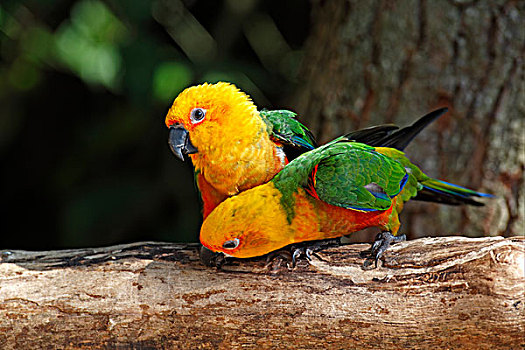长尾鹦鹉,成年,一对,栖息,枝条,潘塔纳尔,巴西,南美