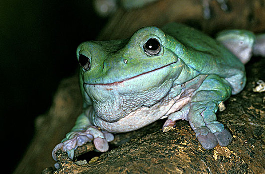 树蛙,澳大利亚