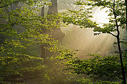 晨雾,原始,树林,北方,黑森州,德国,欧洲