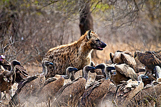 斑点土狼,斑鬣狗,秃鹰,白背秃鹫,腐食,畜体,克鲁格国家公园,南非