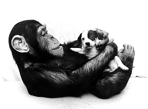 黑猩猩,年轻,杰克罗素狗,搂抱,相互,英格兰,英国