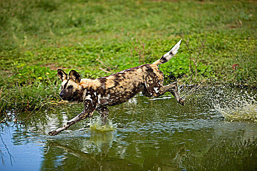 非洲野狗,非洲野犬属,成年,跑,水,纳米比亚