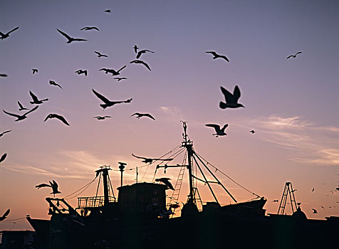 海鸥,飞跃,渔船,黄昏,港口