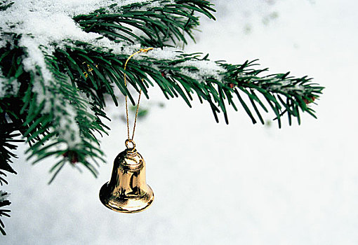 黄金,铃,悬挂,积雪,圣诞树,枝条