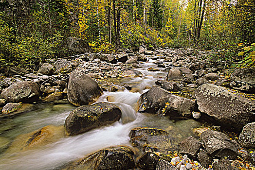秋色,河流,流动,石头,十月,溪流,不列颠哥伦比亚省,加拿大