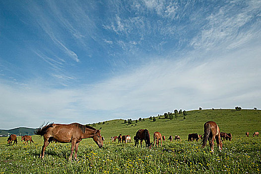 盛夏内蒙古坝上草原,蓝天下自由自在吃草的马群