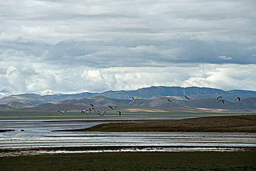 西藏那曲地区湿地斑头雁