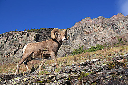 大角羊,山地,斜坡,冰川国家公园,蒙大拿