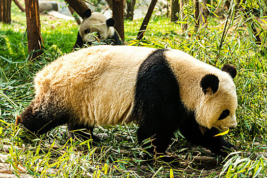 中国,成都,熊猫