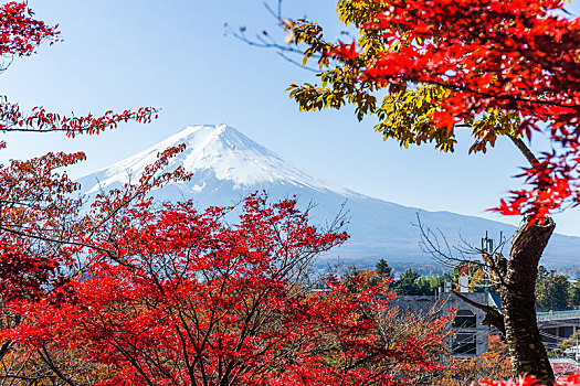 枫树,山,富士山