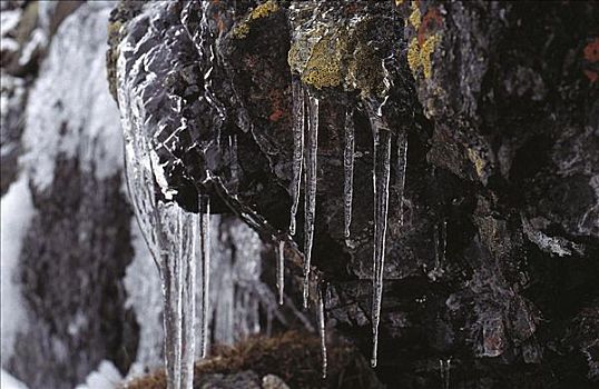 冰柱,苔藓,石头,秋天,尤通黑门山,挪威,斯堪的纳维亚,欧洲