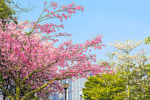 广东省广州市自然风光