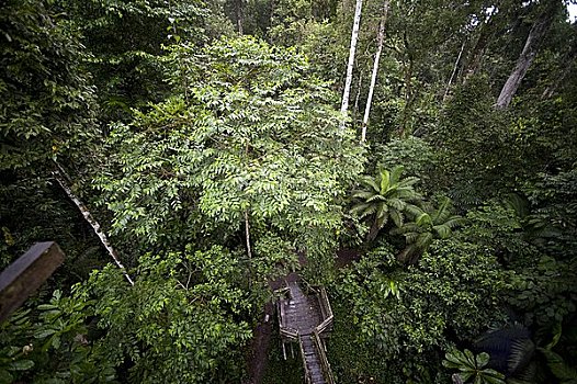 树荫,走,住宿,基多,厄瓜多尔