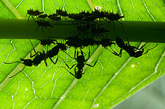 群,蚂蚁,厄瓜多尔