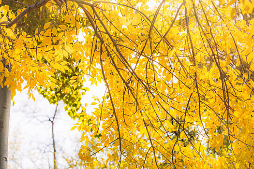 秋天树枝上变黄的树叶,季节变化