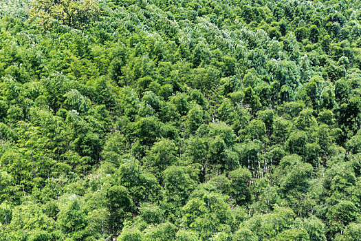 山坡大片的绿色竹林背景
