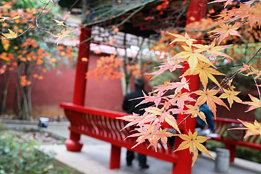 广西全州千年古刹湘山寺,枫叶红于,二月花