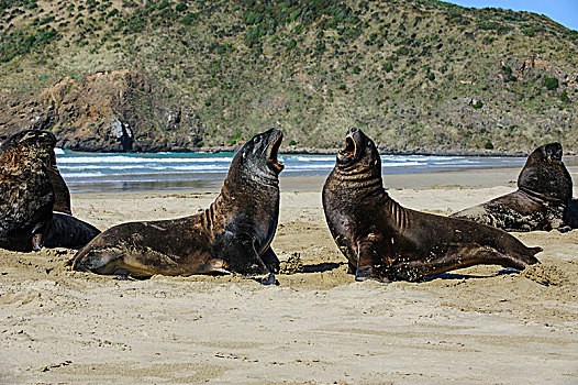 海狮,新西兰海狮,湾,南岛,新西兰