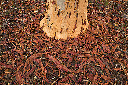 橡胶树,桉树,树干,去皮,树皮,西澳大利亚州,澳大利亚