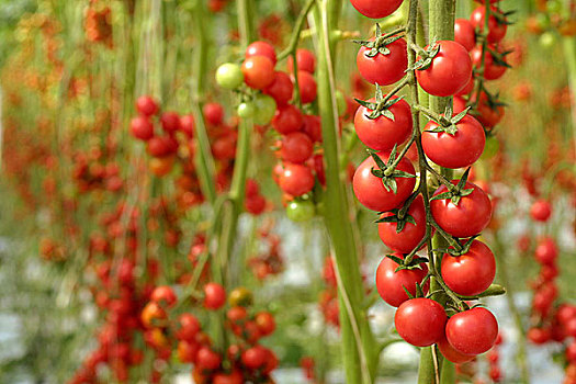 西红柿,植物,自然光