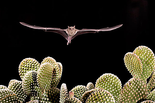 蝙蝠,飞跃,仙人掌,亚利桑那州南部