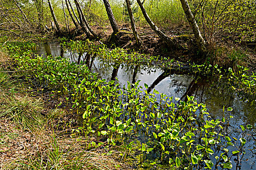 湿地,海芋植物,叶子,荒野,自然保护区,下萨克森,德国,欧洲