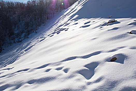 雪景